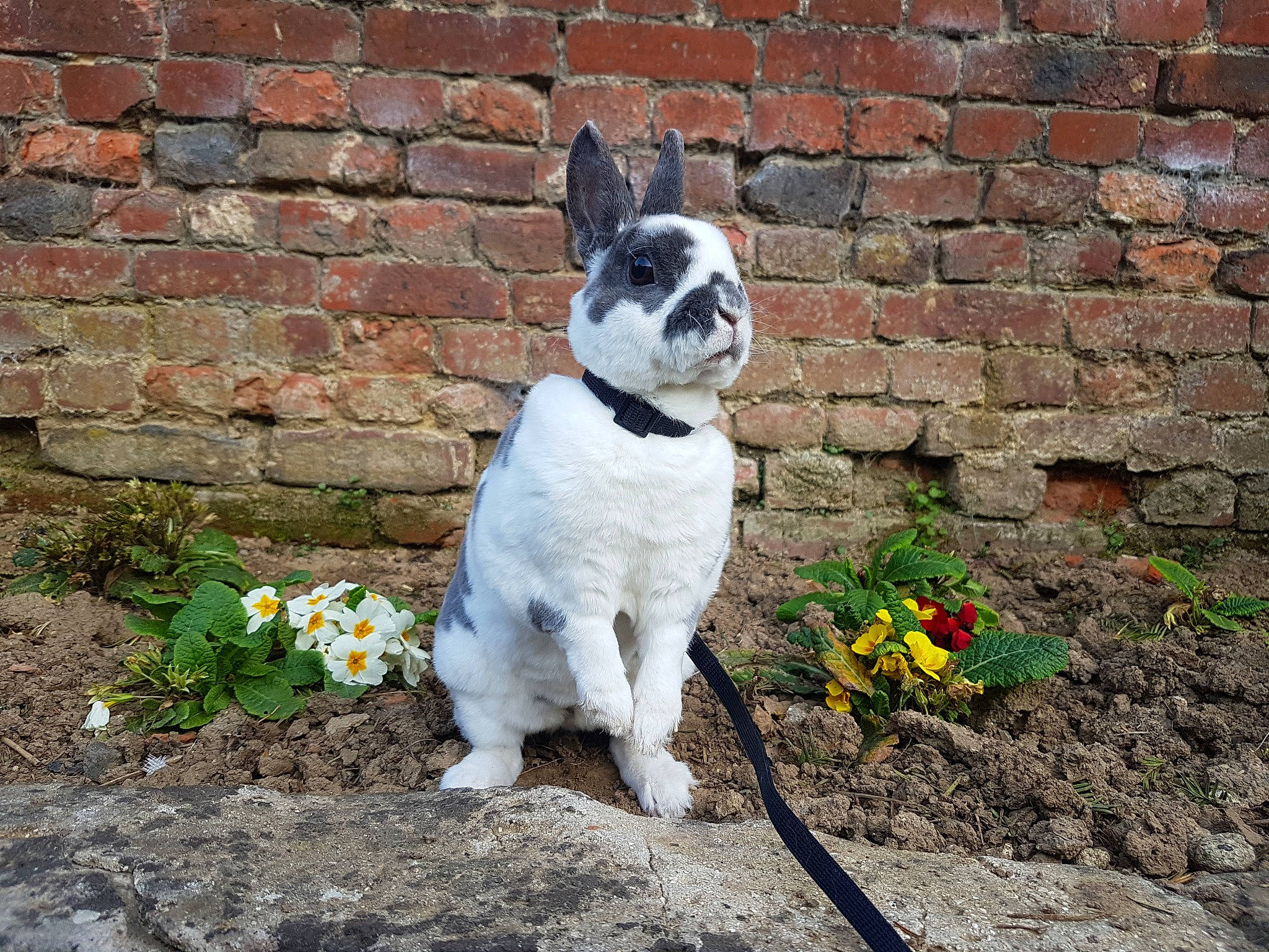 Nougat participe au concours pour gagner de l'argent avec cette photo : boston_terrier, canidae, carnivore, cat, companion_dog, dog, dog_breed, felidae, flower, french_bulldog, garden, non_sporting_group, plant, snout, spring, tail