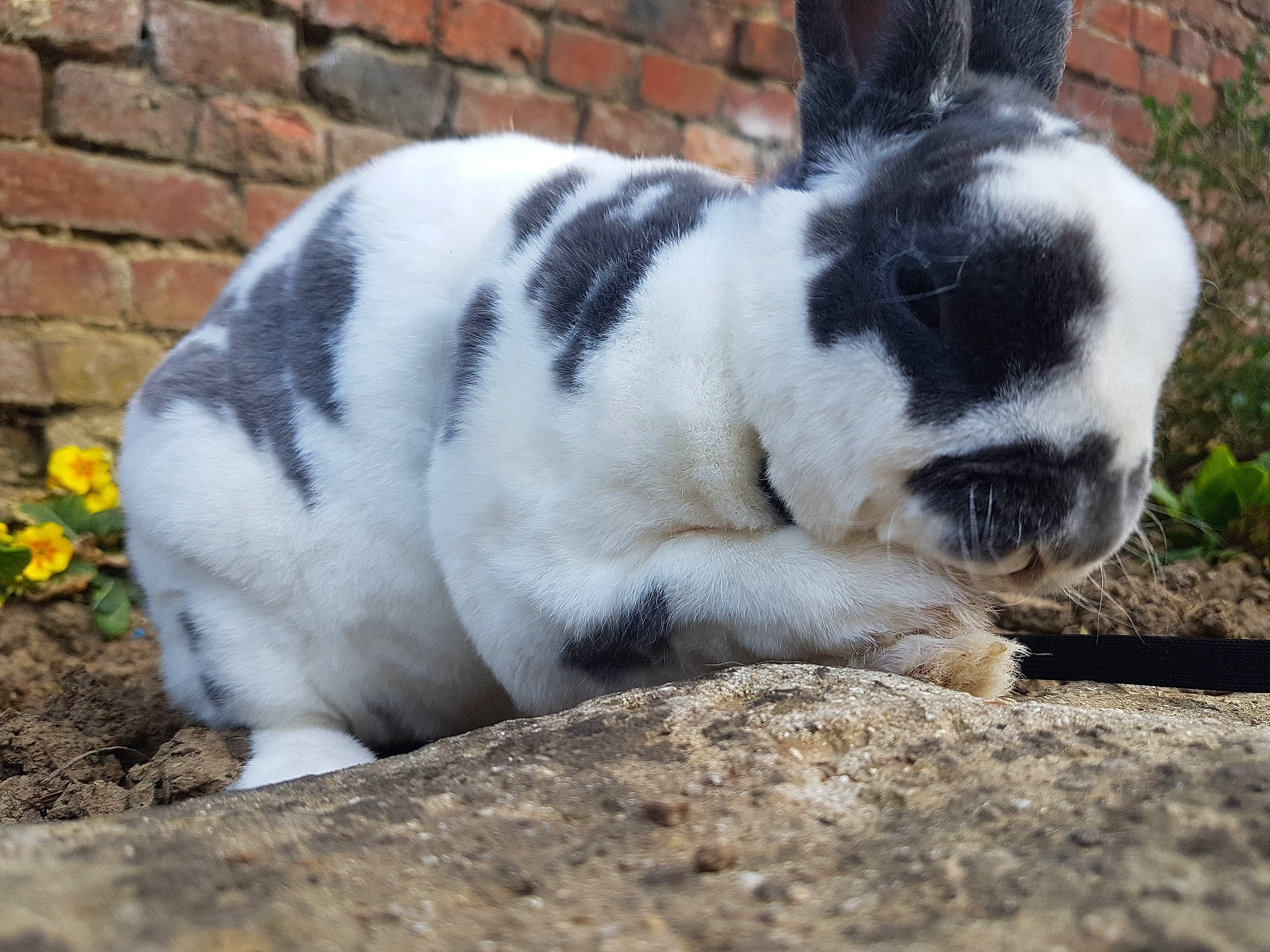 Nougat a rejoint le concours — aidez-le/la à gagner de superbes lots ! canidae, domestic_rabbit, ear, fawn, mammal, nose, rabbit, rabbits_and_hares, snout, tail, vertebrate, whiskers