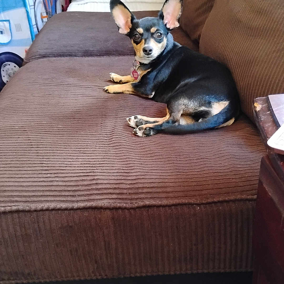 Lillie Belle is registered to the contest to win money with this photo: dog, small_dog, brown_couch, indoor, living_room, pet, black_and_tan, alert, ears, pillow, blanket, footwear, sandal, socks, carpet, toy, household, relaxed, furniture, curious