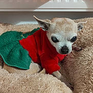 Mimi participe au concours pour gagner de l'argent avec cette photo : dog, small_dog, chihuahua, pet_clothing, red_outfit, green_skirt, fluffy_bed, beige_bed, indoor, pet, animal, cute, cozy, resting, fur, ears, nose, eyes, sleepy, companion