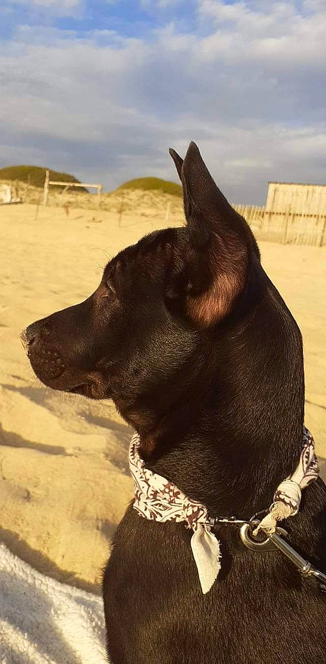 Thor a rejoint le concours — aidez-le/la à gagner de superbes lots ! canidae, carnivore, dog, dog_breed, dog_collar, fawn, formosan_mountain_dog, guard_dog, mammal, non_sporting_group, snout, sporting_group