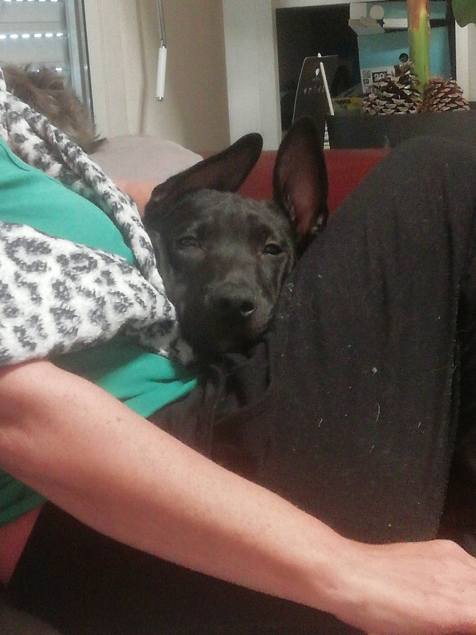 Thor a rejoint le concours — aidez-le/la à gagner de superbes lots ! american_hairless_terrier, american_pit_bull_terrier, canidae, carnivore, dog, dog_breed, fawn, guard_dog, mammal, non_sporting_group, snout, thai_ridgeback