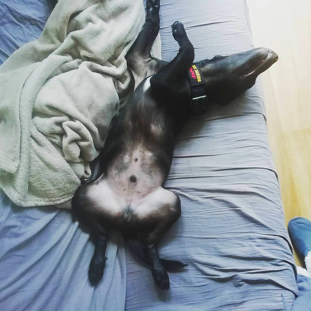 Thor participe au concours pour gagner de l'argent avec cette photo : canidae, carnivore, cat, companion_dog, ferret, long_hair, mustelidae, mustelinae, nap, polecat, tail