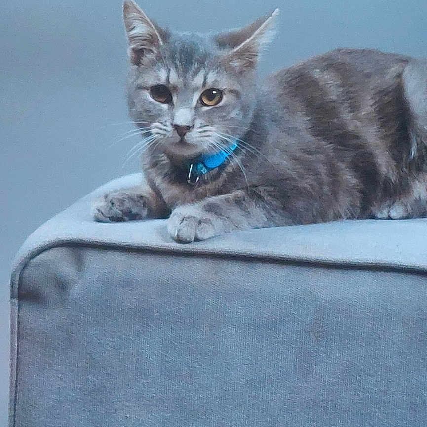 Bb Pixel