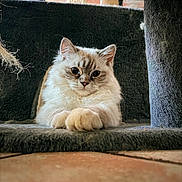 Symba participe au concours pour gagner de l'argent avec cette photo : cat, fluffy, indoor, cat_tree, fur, pet, resting, curious, close_up, cozy, animal, whiskers, ears, paws, portrait, home, feline, soft_texture, brick_wall, relaxed