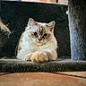 cat, fluffy, indoor, cat_tree, fur, pet, resting, curious, close_up, cozy, animal, whiskers, ears, paws, portrait, home, feline, soft_texture, brick_wall, relaxed