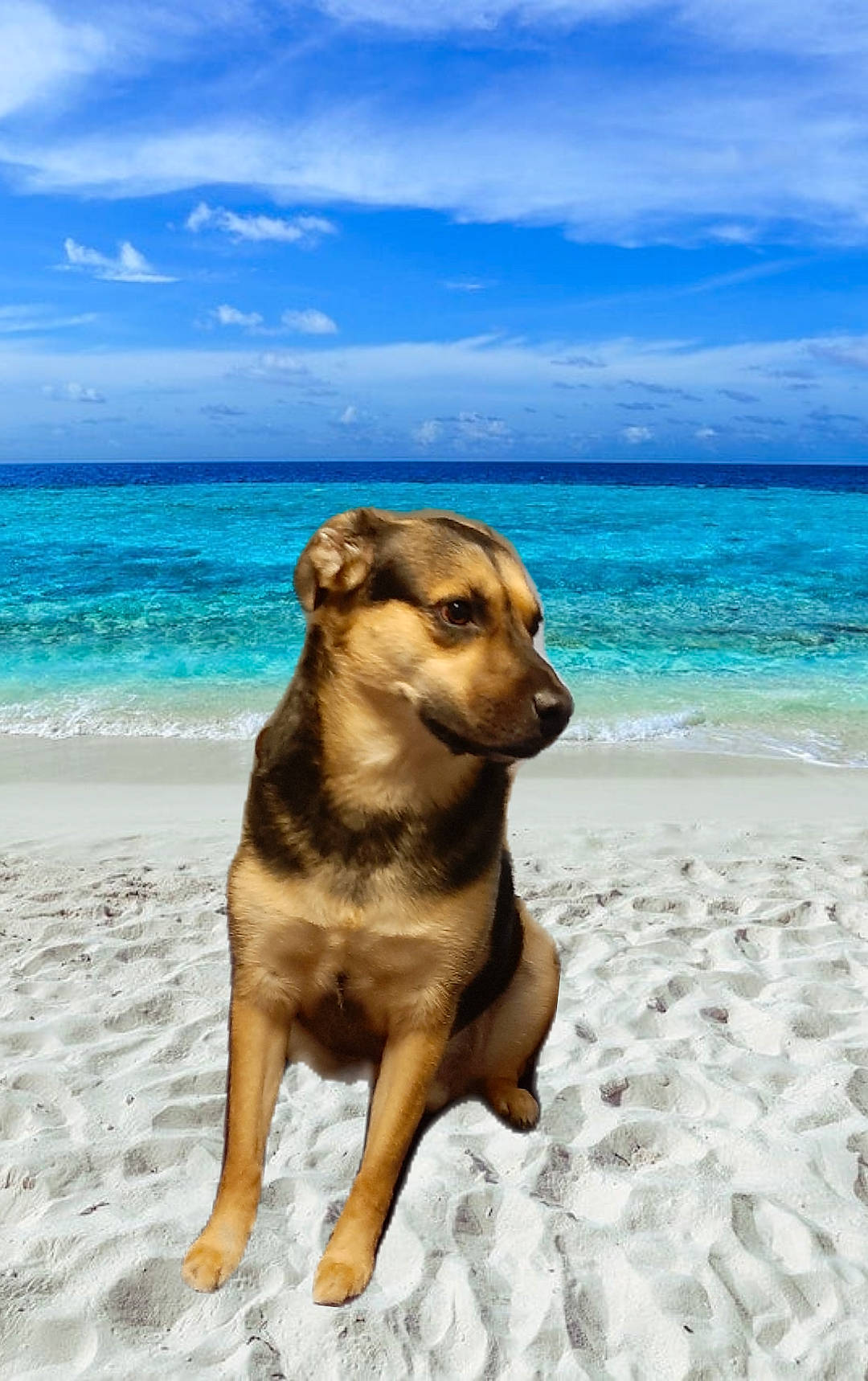 Harley is registered to the contest to win money with this photo: art, beach, blue, cloud, dog_breed, fawn, horizon, island, landscape, ocean, rock, sand, sky, terrestrial_animal, travel, tropics, water, wildlife, wood, working_animal