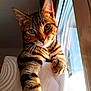 animal, cat, chair, closeup, cozy, curious, domestic, feline, fur, green_eyes, indoor, paw, pet, portrait, relaxed, striped, sunlight, tabby, whiskers, window