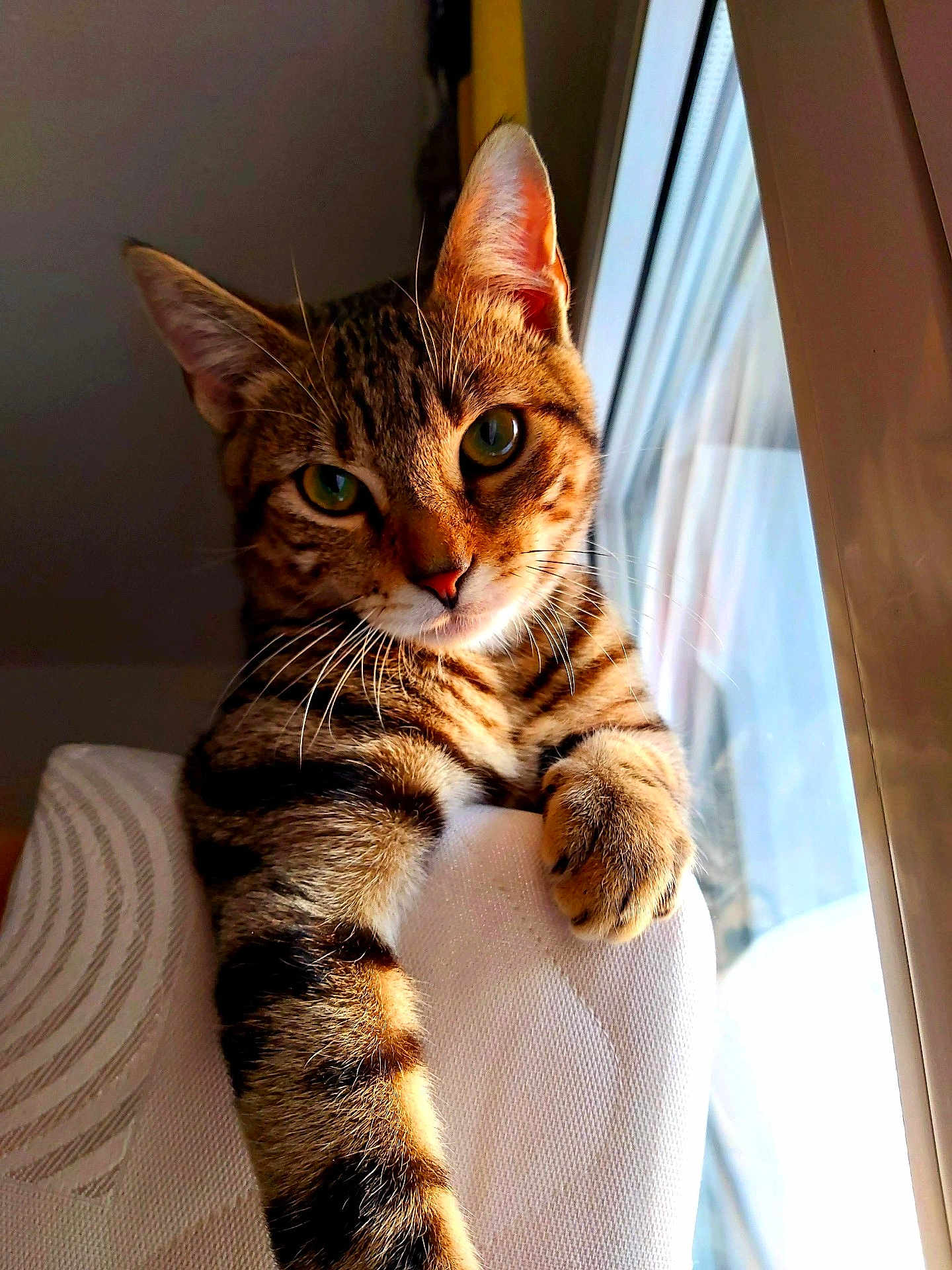 Filou participe au concours pour gagner de l'argent avec cette photo : animal, cat, chair, closeup, cozy, curious, domestic, feline, fur, green_eyes, indoor, paw, pet, portrait, relaxed, striped, sunlight, tabby, whiskers, window