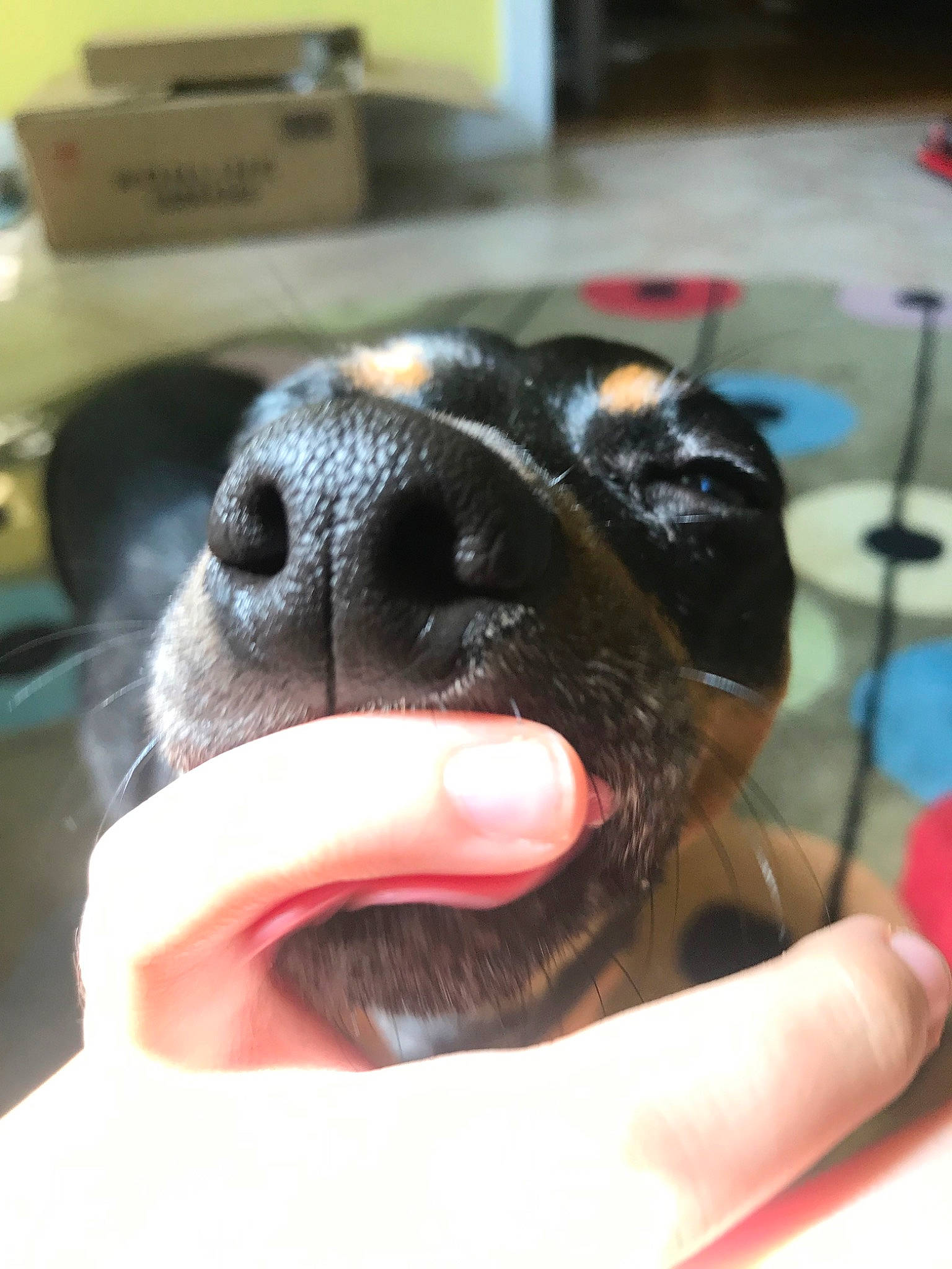 Stella joined the competition — help win amazing prizes! boston_terrier, canidae, carnivore, dog, dog_breed, hand, head, jaw, mouth, nose, puppy, snout, sporting_group, tongue, tooth