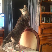 Stella participe au concours pour gagner de l'argent avec cette photo : cat, tabby_cat, furniture, chair, table, curtains, magazine, indoor, wooden_cabinet, domestic_cat, pet, curious, standing, tabby, living_room, household, curiosity, paws, tablecloth, interior