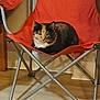 Mittens joined the competition — help win amazing prizes! animal, calico_cat, calm, cat, chair, comfort, cozy, cute, domestic_animal, floor, folding_chair, furniture, home, indoor, metal_frame, orange, pet, relaxing, resting, sleepy