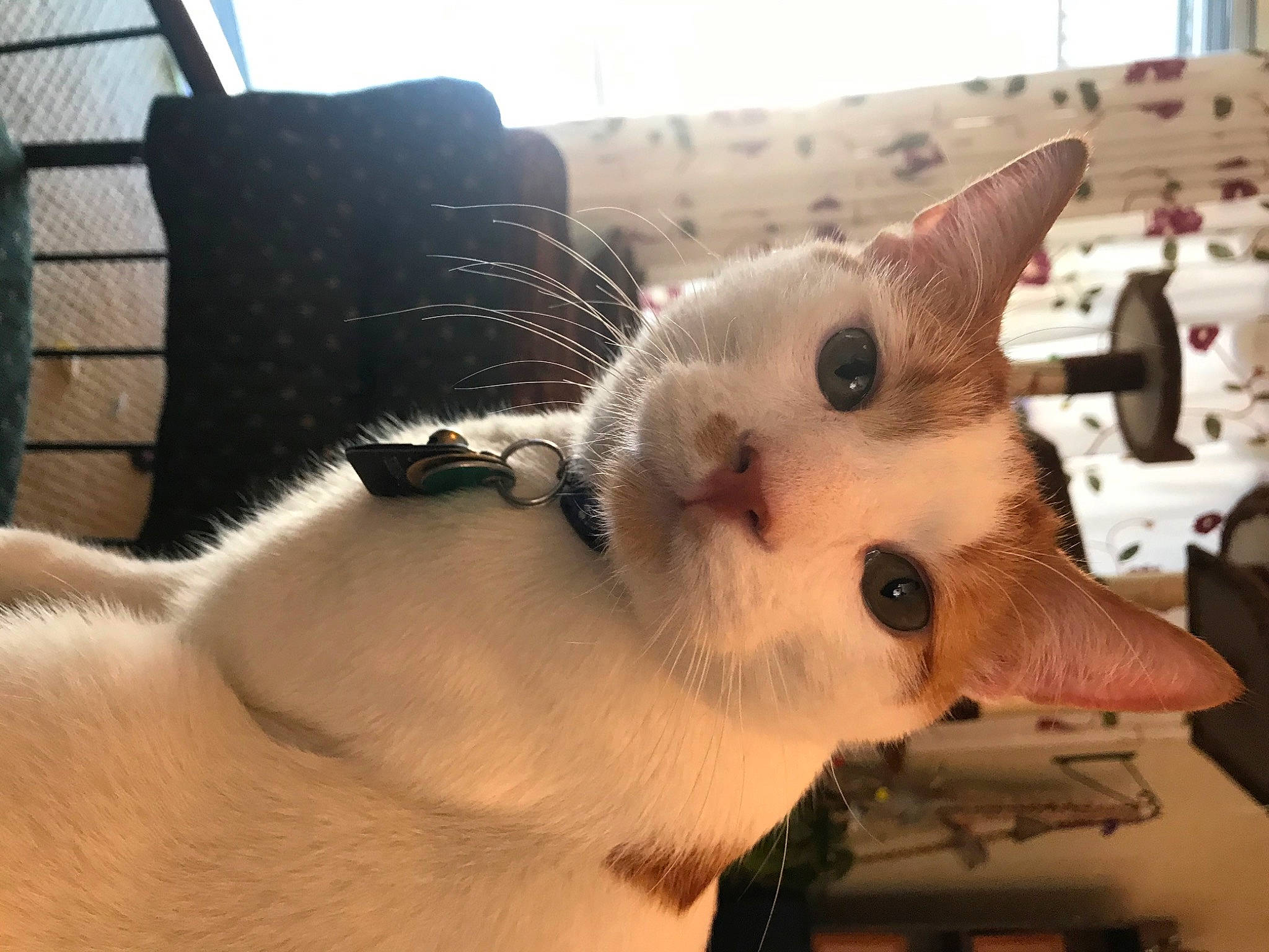 Norman joined the competition — help win amazing prizes! aegean_cat, asian, carnivore, cat, colorpoint_shorthair, domestic_short_haired_cat, ear, eye, felidae, fur, khao_manee, mammal, nose, small_to_medium_sized_cats, snout, vertebrate, whiskers