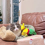 Cookie joined the competition — help win amazing prizes! cat, plush_toy, leather_couch, gift_box, holiday_wrapping, indoor, cozy, gray_cat, white_cat, stuffed_animal, decor, glass_door, twinkling_lights, relaxing, pet_bed, holiday_season, wrapped_present, feline, living_room, festive