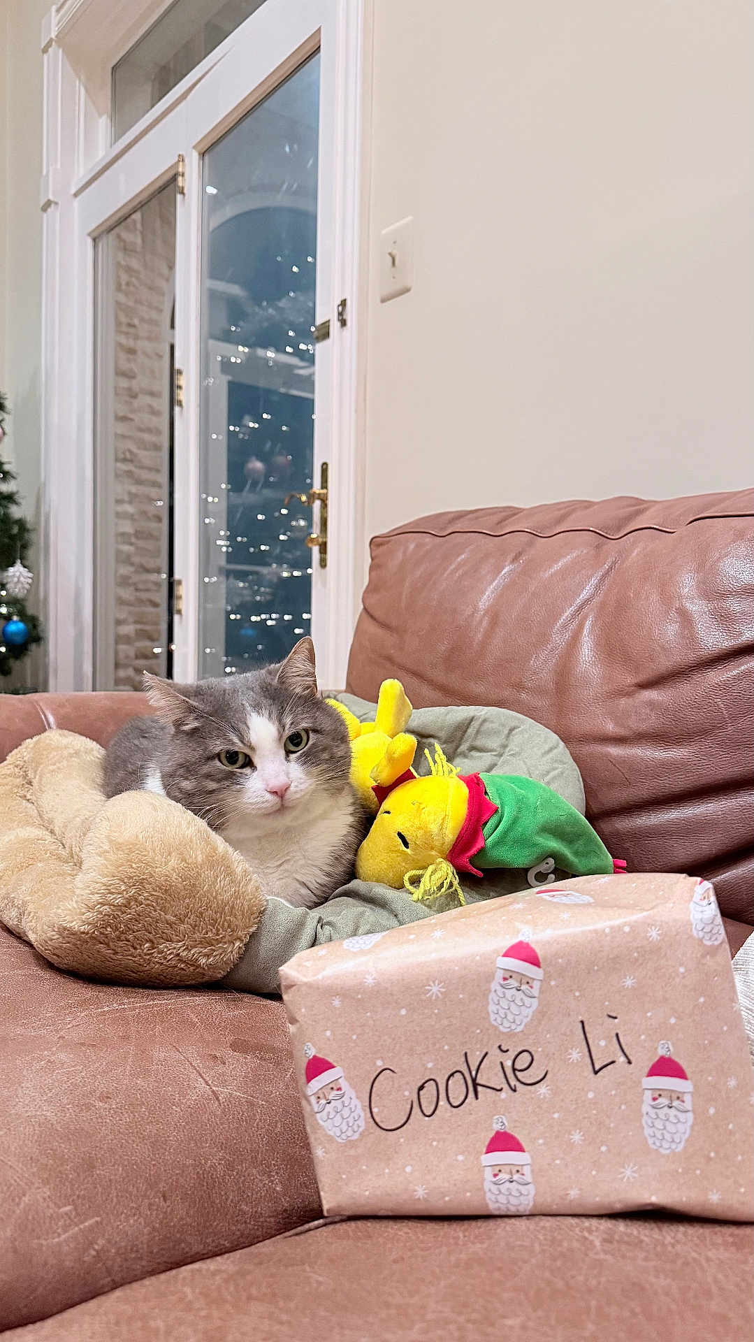 Cookie joined the competition — help win amazing prizes! cat, plush_toy, leather_couch, gift_box, holiday_wrapping, indoor, cozy, gray_cat, white_cat, stuffed_animal, decor, glass_door, twinkling_lights, relaxing, pet_bed, holiday_season, wrapped_present, feline, living_room, festive