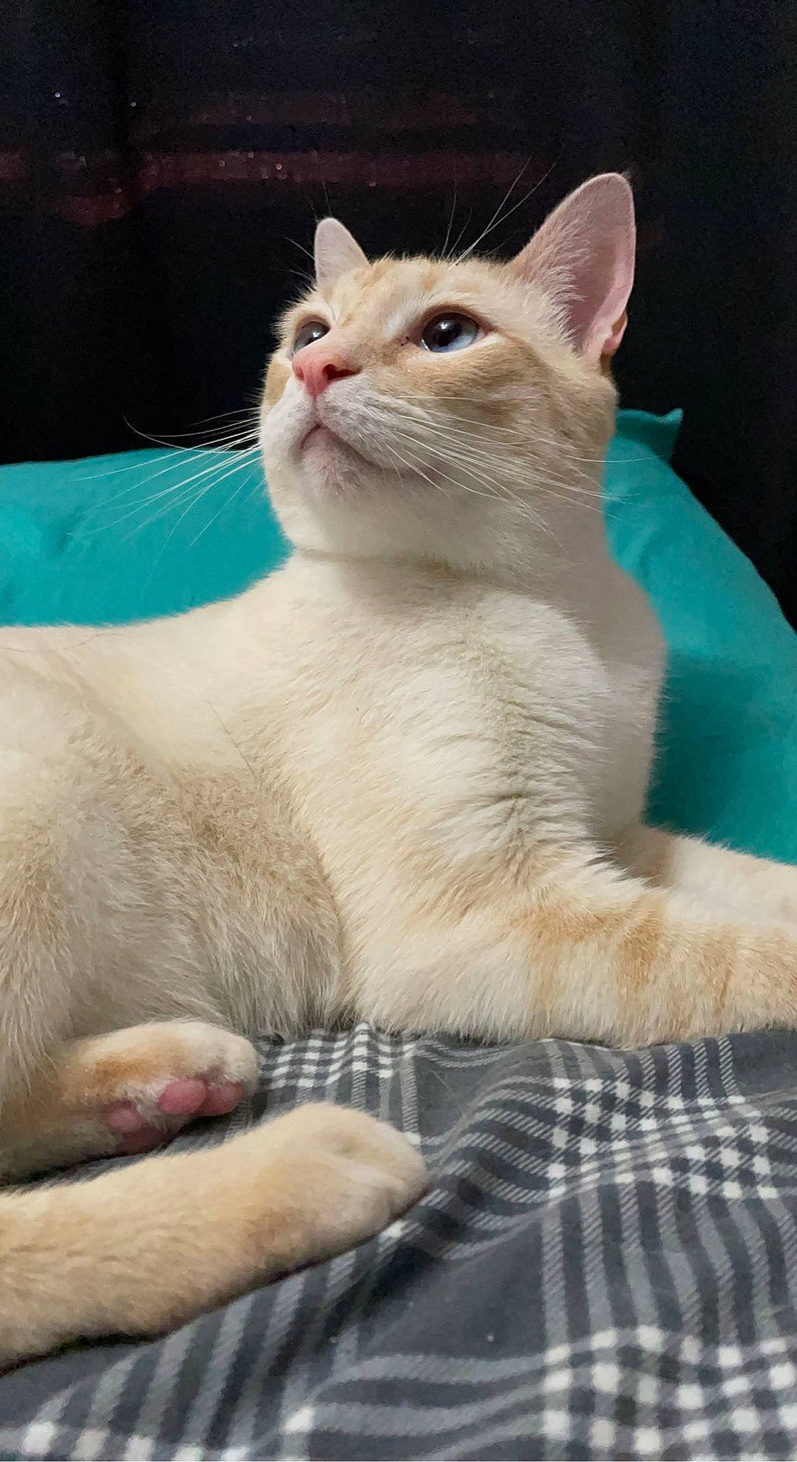 Kasper joined the competition — help win amazing prizes! carnivore, cat, cat_supply, claw, comfort, domestic_short_haired_cat, fawn, felidae, fur, paw, sitting, small_to_medium_sized_cats, snout, tail, terrestrial_animal, whiskers