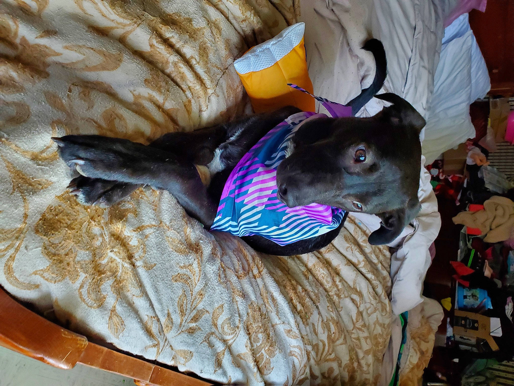 Freyja is registered to the contest to win money with this photo: canidae, carnivore, collar, comfort, companion_dog, dog, dog_breed, dog_collar, dog_supply, fawn, felidae, fur, guard_dog, leash, small_to_medium_sized_cats, snout, sporting_group, whiskers, wood, working_animal