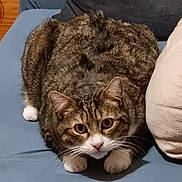 Sweety participe au concours pour gagner de l'argent avec cette photo : tabby_cat, cat, pet, indoor, couch, pillow, whiskers, paws, alert, big_eyes, fur, close_up, portrait, domestic_animal, lounging, furniture, striped, nose, ears, cozy