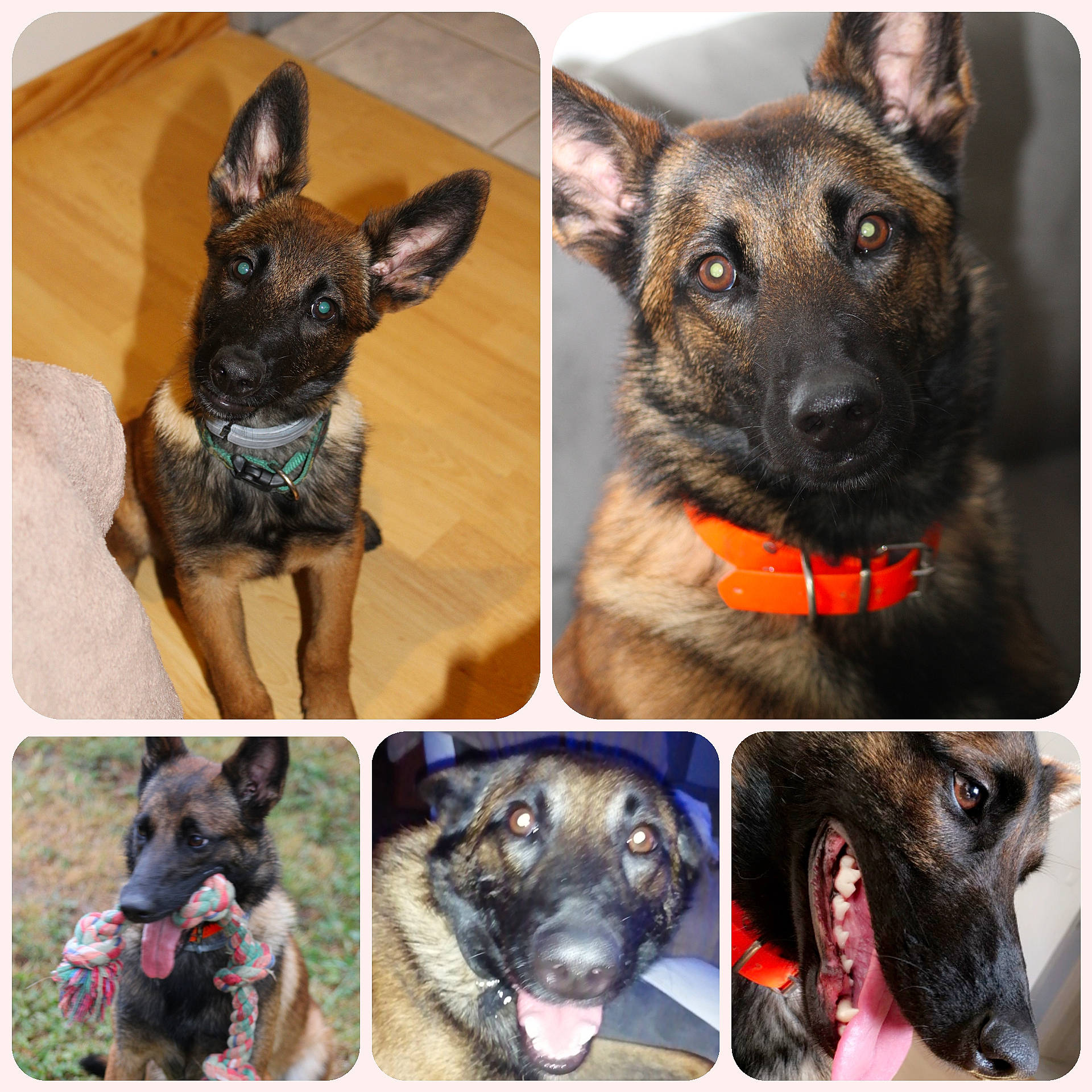 Oxane participe au concours pour gagner de l'argent avec cette photo : carnivore, collar, companion_dog, dog, dog_breed, dog_collar, dog_supply, ear, eye, fawn, gesture, head, jaw, mammal, pet_supply, photograph, snapshot, snout, vertebrate, working_animal