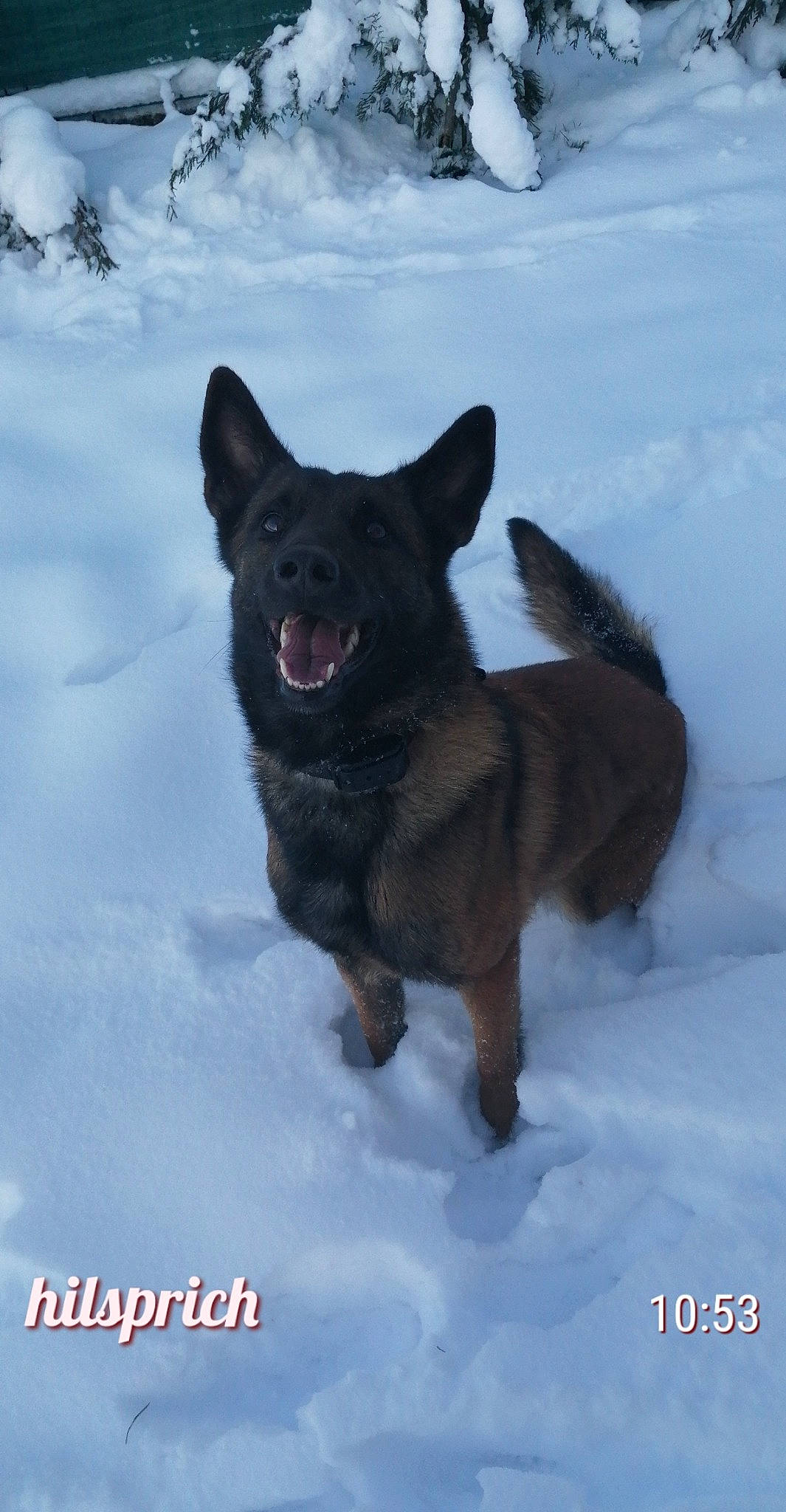 Oxane a rejoint le concours — aidez-le/la à gagner de superbes lots ! canidae, carnivore, companion_dog, dog, dog_breed, freezing, gesture, guard_dog, liver, non_sporting_group, snout, snow, sporting_group, tail, terrestrial_animal, winter, working_animal, working_dog