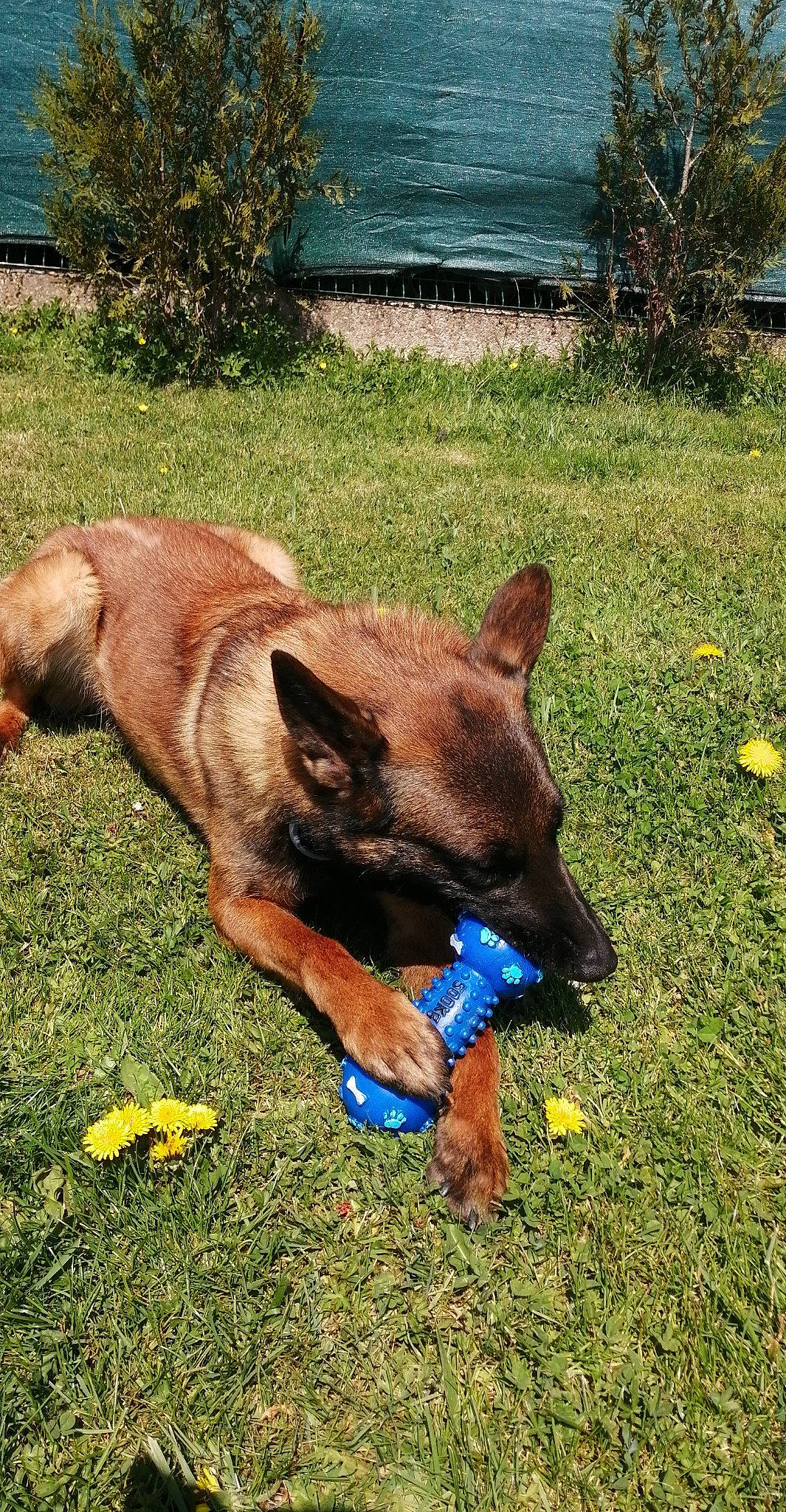 Oxane participe au concours pour gagner de l'argent avec cette photo : canidae, carnivore, companion_dog, dog, dog_breed, dog_supply, east_european_shepherd, fawn, grass, groundcover, liver, pasture, plant, snout, sporting_group, tail, terrestrial_animal, wildlife, working_animal, working_dog