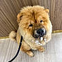 Scottie participe au concours pour gagner de l'argent avec cette photo : adorable, animal, black_nose, brown_fur, chow_chow, companion, cute, dog, domestic_animal, fluffy, furry, indoor, leash, looking_up, muzzle, paw, pet, sitting, tiled_floor, wood_panel_wall