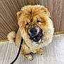 animal, chow_chow, closeup, companion, cute, dog, face, floor, fluffy, fur, indoor, leash, mouth, nose, obedient, pet, playful, sitting, tongue, wooden_wall