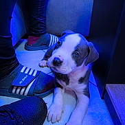 Tyson a rejoint le concours — aidez-le/la à gagner de superbes lots ! puppy, dog, floor, blue_light, slippers, shoes, pet, indoor, cute, young_dog, animal, legs, paws, tile_floor, looking_up, white_and_grey, curious, companion, domestic, resting