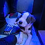 puppy, dog, floor, blue_light, slippers, shoes, pet, indoor, cute, young_dog, animal, legs, paws, tile_floor, looking_up, white_and_grey, curious, companion, domestic, resting