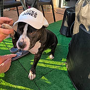 Cookie participe au concours pour gagner de l'argent avec cette photo : animal, backyard, black_and_white, cap, casual, chair, dog, footwear, green_carpet, hand, interaction, outdoor, patio, paw, person, pet, shadow, sunlight, table, tile_floor