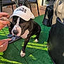 animal, backyard, black_and_white, cap, casual, chair, dog, footwear, green_carpet, hand, interaction, outdoor, patio, paw, person, pet, shadow, sunlight, table, tile_floor