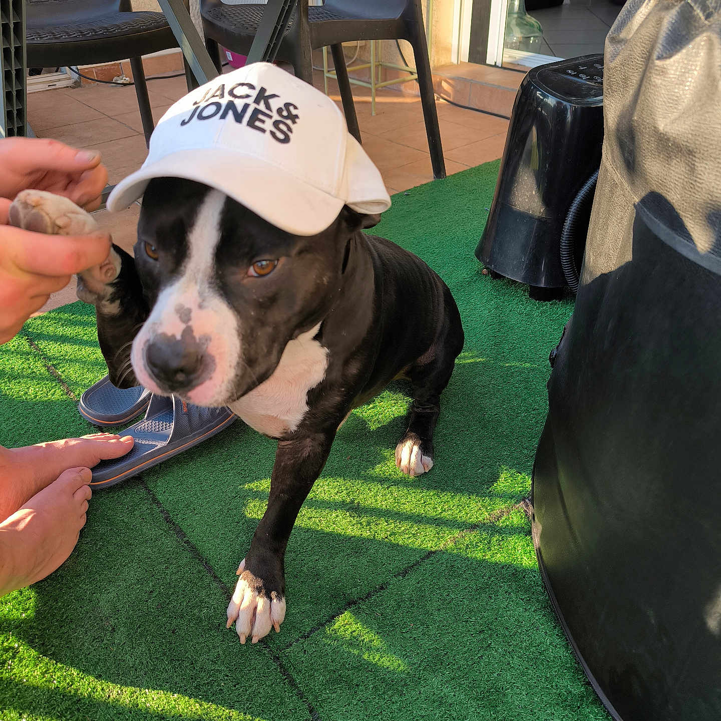 Cookie participe au concours pour gagner de l'argent avec cette photo : animal, backyard, black_and_white, cap, casual, chair, dog, footwear, green_carpet, hand, interaction, outdoor, patio, paw, person, pet, shadow, sunlight, table, tile_floor