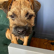 Gaston participe au concours pour gagner de l'argent avec cette photo : puppy, dog, close_up, face, fur, brown, pet, indoor, couch, furniture, wood_floor, curiosity, whiskers, ears, snout, animal, young, domestic_animal, looking, cute