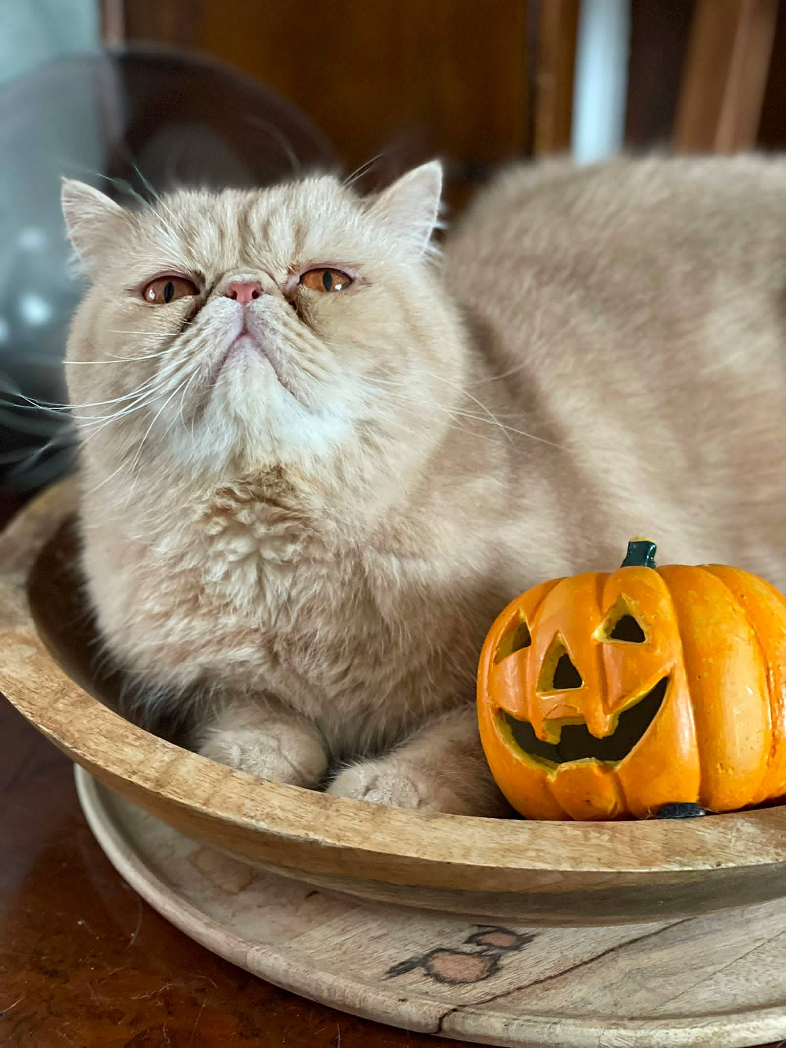 Rama a rejoint le concours — aidez-le/la à gagner de superbes lots ! art, calabaza, carnivore, carving, cat, creative_arts, cucurbita, felidae, fur, gourd, jack_o_lantern, natural_foods, produce, pumpkin, small_to_medium_sized_cats, squash, vegetable, whiskers, winter_squash, wood