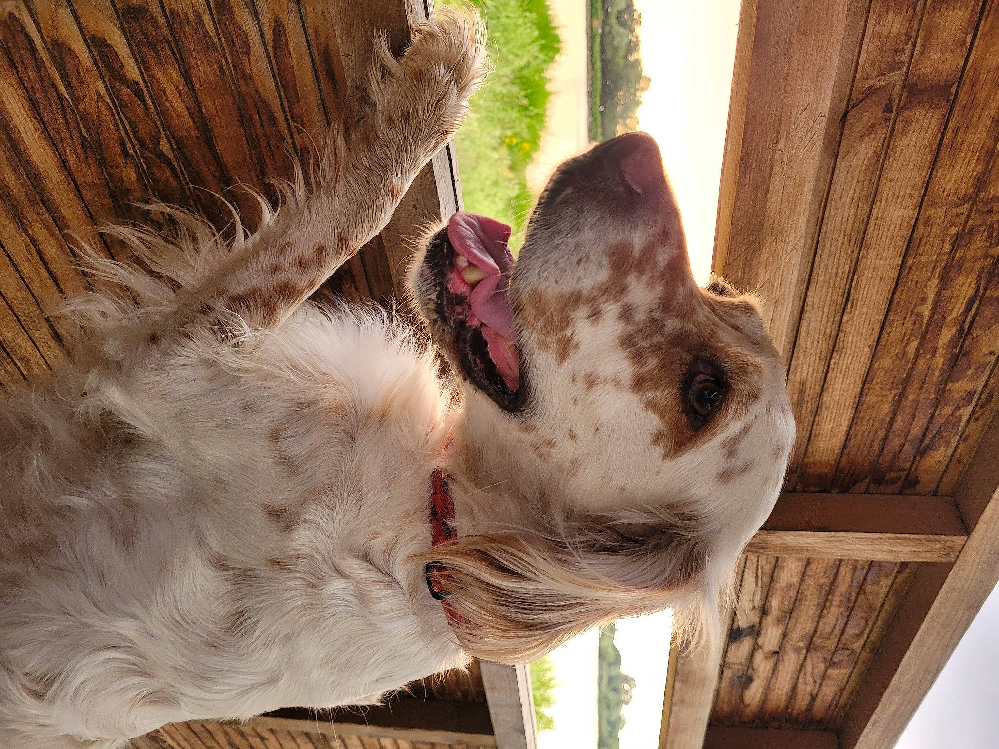 Lizy participe au concours pour gagner de l'argent avec cette photo : canidae, carnivore, collar, companion_dog, dog, dog_breed, dog_collar, eye, fawn, fur, gun_dog, liver, pet_supply, plant, snout, sporting_group, terrestrial_animal, whiskers, wood, working_animal