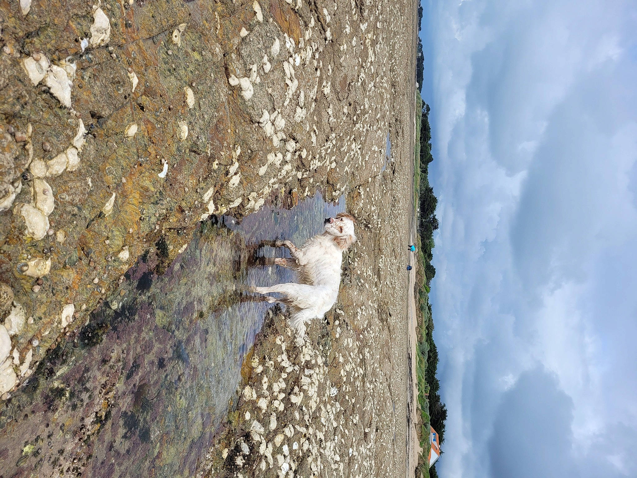 Lizy participe au concours pour gagner de l'argent avec cette photo : asphalt, bedrock, cloud, concrete, cumulus, formation, landscape, plant, road_surface, rock, shadow, sky, soil, tree, trunk, water, wildlife, window, winter, wood