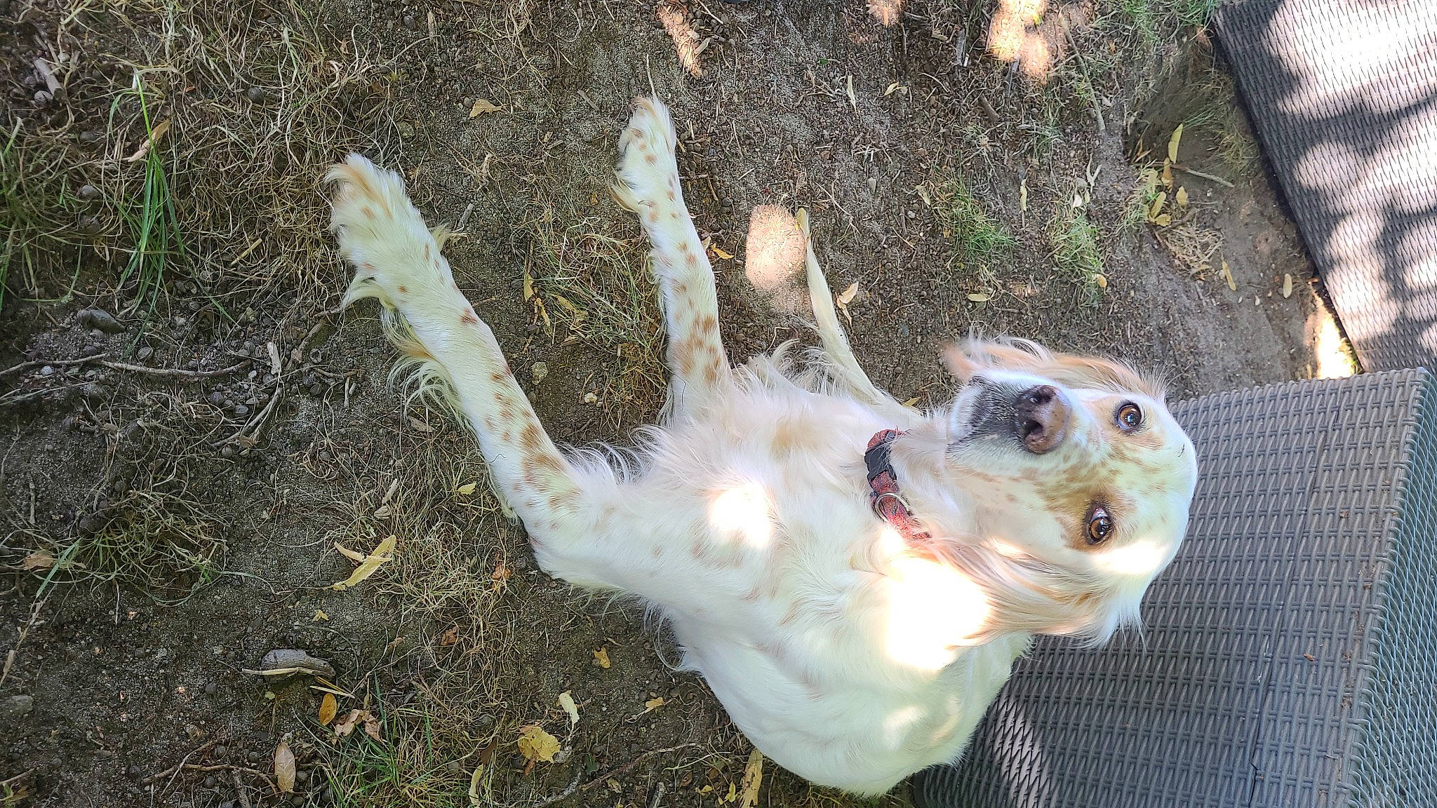 Lizy a rejoint le concours — aidez-le/la à gagner de superbes lots ! canidae, carnivore, collar, companion_dog, dog, dog_breed, dog_collar, fawn, fur, grass, non_sporting_group, snout, soil, sporting_group, tail, toy_dog, whiskers