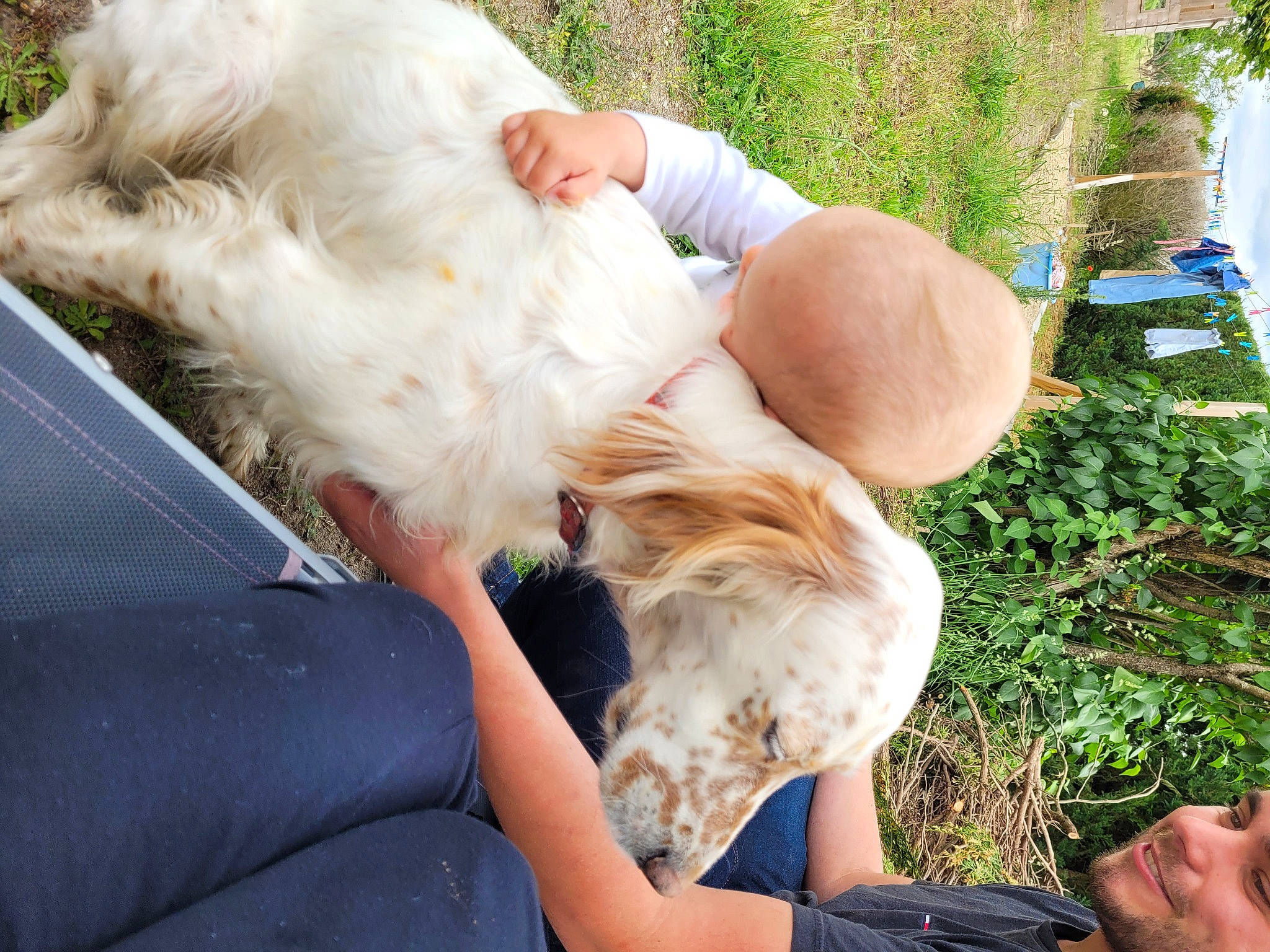 Lizy participe au concours pour gagner de l'argent avec cette photo : carnivore, companion_dog, dog, dog_breed, fawn, fur, gesture, grass, human_leg, knee, lap, leisure, people_in_nature, plant, sitting, sunglasses, tail, terrier, thigh, tree