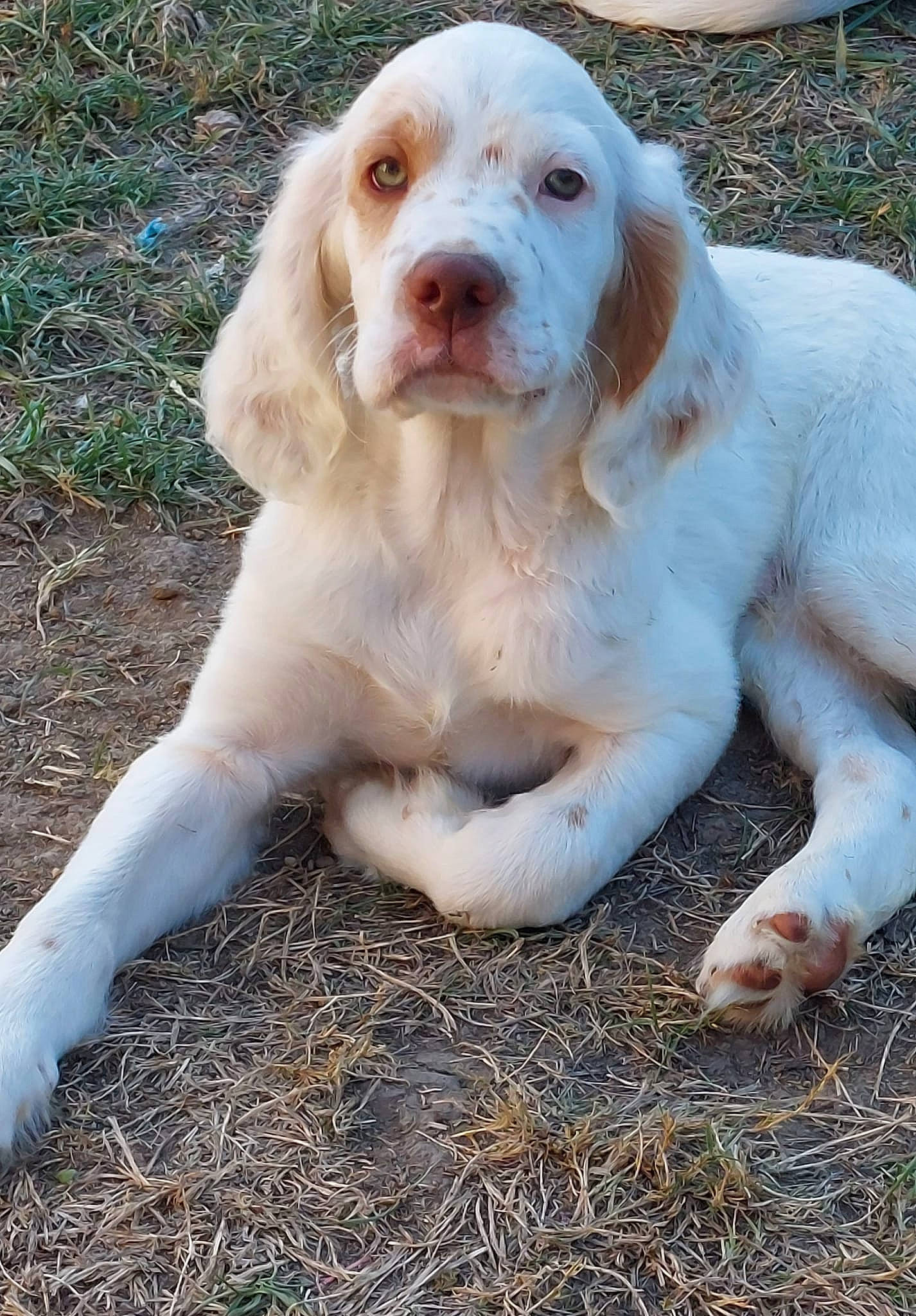 Tchoupy participe au concours pour gagner de l'argent avec cette photo : canidae, carnivore, companion_dog, dog, dog_breed, fang, fawn, grass, gun_dog, hunting_dog, snout, soil, sporting_group, terrestrial_animal, working_animal