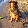 dog, wet_dog, muddy, sand, paw_prints, beach, water, sunlight, grass, nature, outdoor, animal, pet, sitting, brown_fur, canine, shoreline, daylight, quiet, calm