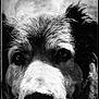 dog, close_up, black_and_white, pet, animal, fur, nostalgic, vintage, portrait, whiskers, snout, ears, eyes, texture, outdoor, nature, muzzle, canine, monochrome, photography