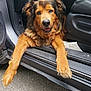 dog, car, doorway, pavement, fur, brown, black, animal, pet, relaxed, happy, tongue, outside, transport, vehicle, seat, canine, mammal, friendly, companionship