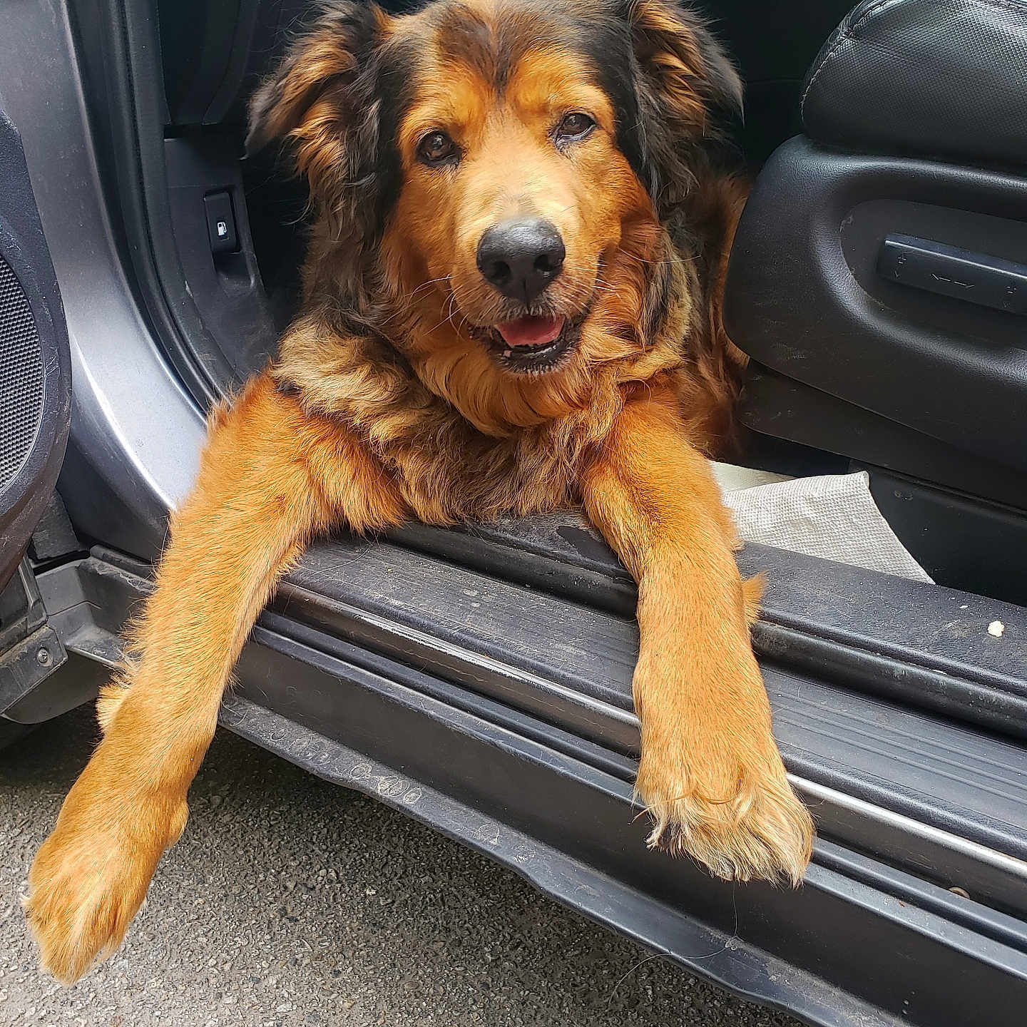Grizzley is registered to the contest to win money with this photo: animal, black, brown, canine, car, companionship, dog, doorway, friendly, fur, happy, mammal, outside, pavement, pet, relaxed, seat, tongue, transport, vehicle