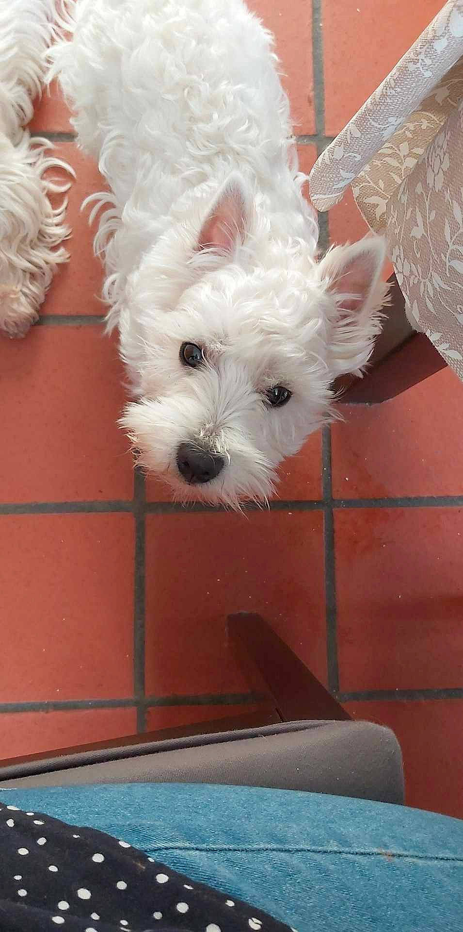 Urielle participe au concours pour gagner de l'argent avec cette photo : canidae, carnivore, companion_dog, dog, dog_breed, dog_supply, fur, maltepoo, non_sporting_group, small_terrier, snout, sporting_group, terrier, toy_dog, working_animal