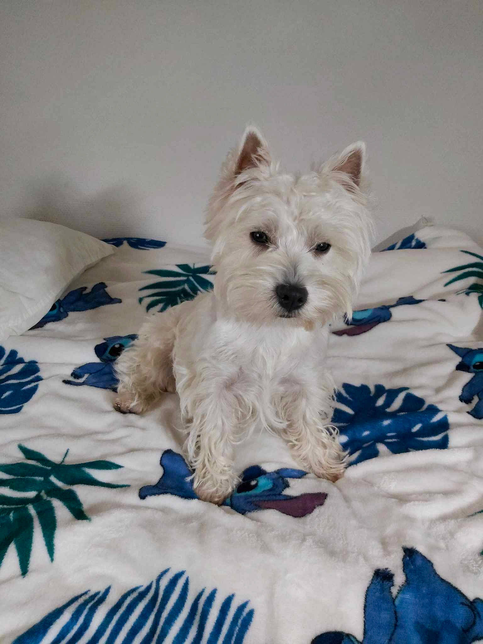 Urielle participe au concours pour gagner de l'argent avec cette photo : blue, carnivore, companion_dog, dog, dog_breed, dog_supply, electric_blue, home_accessories, linens, non_sporting_group, pattern, small_terrier, snout, sporting_group, terrestrial_animal, terrier, working_animal