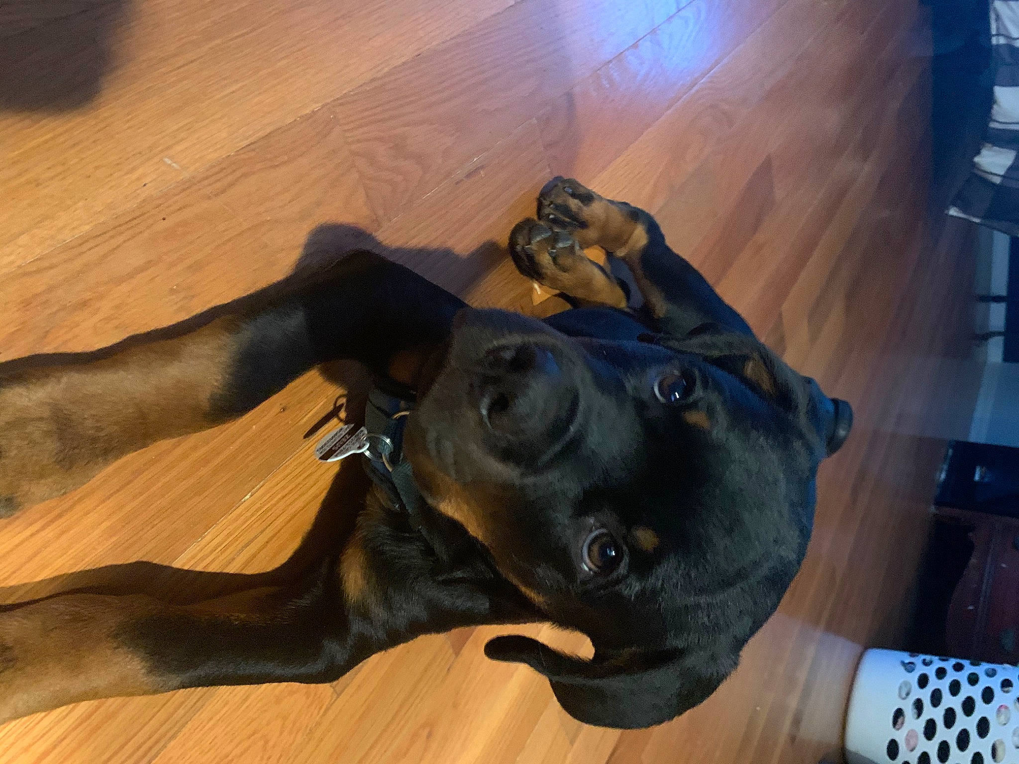 Zeus joined the competition — help win amazing prizes! canidae, carnivore, companion_dog, dobermann, dog, dog_breed, guard_dog, non_sporting_group, snout, sporting_group