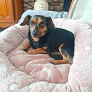 Paquita a rejoint le concours — aidez-le/la à gagner de superbes lots ! animal, black_dog, cozy, cute, dog, domestic, flowers, fluffy, furniture, home_interior, indoor, pet_bed, pink, relaxed, resting, small_dog, stone_wall, tan_dog, vase, wooden_cabinet