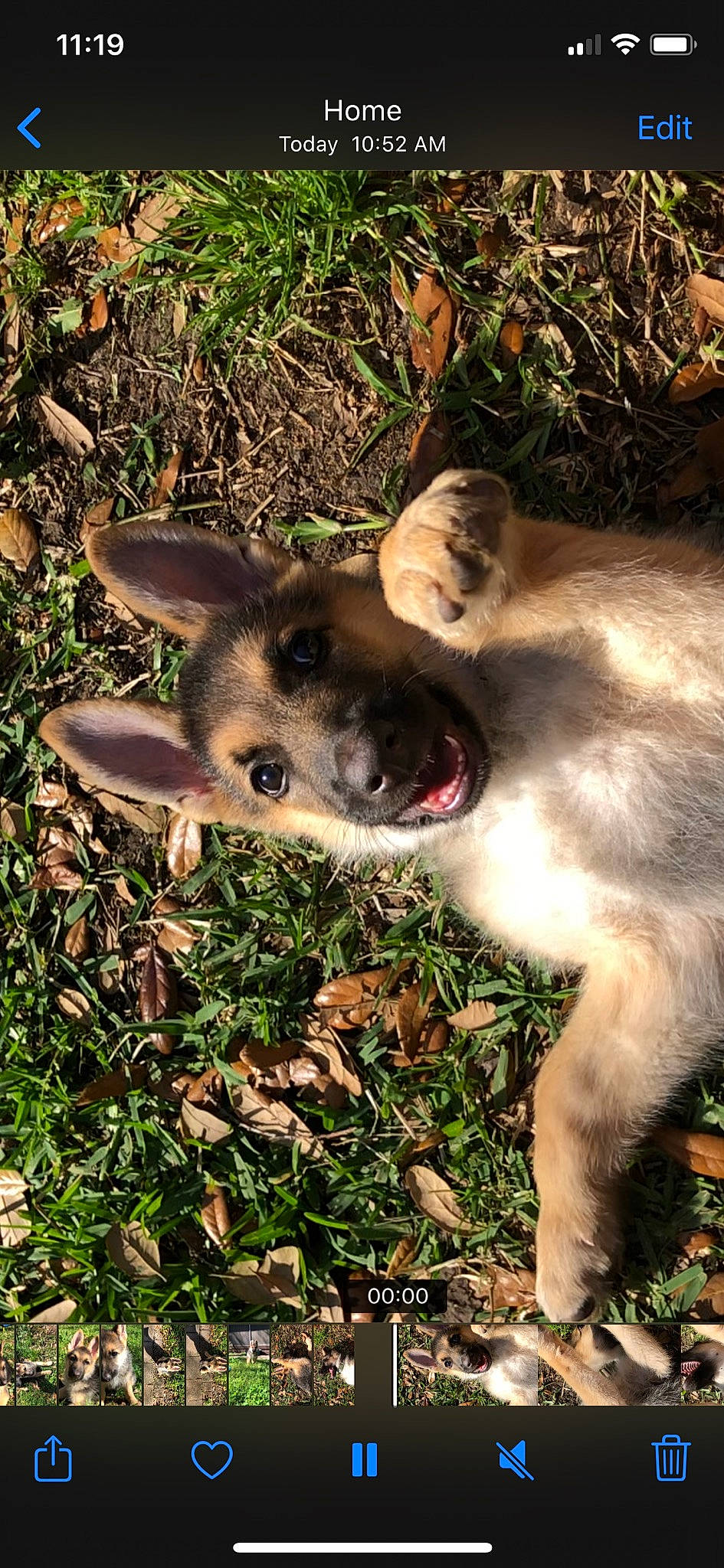 Sierra joined the competition — help win amazing prizes! canidae, carnivore, dog, dog_breed, fawn, grass, kangaroo, macropodidae, mammal, marsupial, nose, puppy, snout, vertebrate