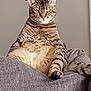 cat, tabby_cat, indoor, couch, furniture, pet, animal, sitting, relaxed, yellow_eyes, fur, whiskers, tail, portrait, closeup, home, cute, chubby, striped, domestic_cat