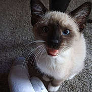 Michael joined the competition — help win amazing prizes! cat, siamese_cat, kitten, blue_eyes, whiskers, indoor, carpet, sock, footwear, pet, animal, feline, mouth_open, curious, sitting, closeup, soft_lighting, fur, paw, domestic
